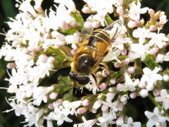 Eristalis horticola