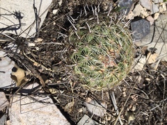 Coryphantha delicata
