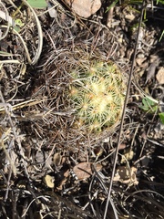 Coryphantha delicata