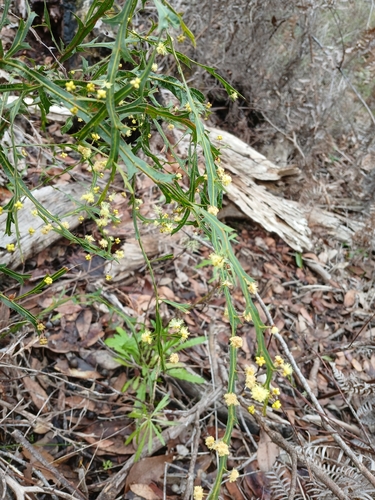 Image of Acacia alata by (c) Leon Perrie, some rights reserved (CC BY)