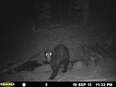 Ursus americanus machetes