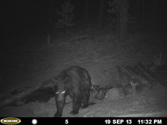 Ursus americanus machetes