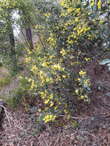 Image of Acacia celastrifolia by (c) Leon Perrie, some rights reserved (CC BY)