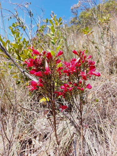 Esterhazya eitenorum (Esterhazya eitenorum)