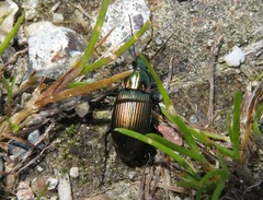 Poecilus cupreus