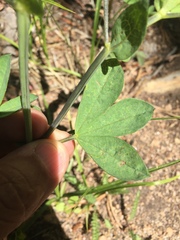 Thermopsis montana