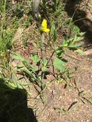 Thermopsis montana