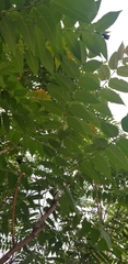 Ailanthus altissima