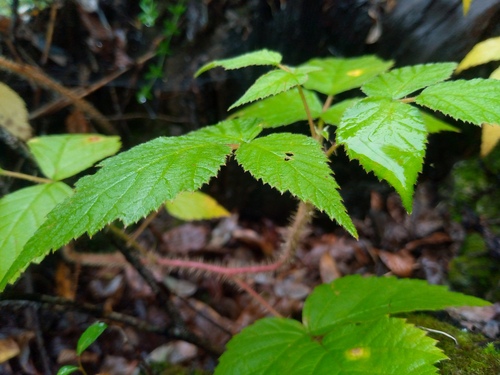 Image of Rubus sachalinensis by (c) Сергей Голубев, some rights reserved (CC BY)