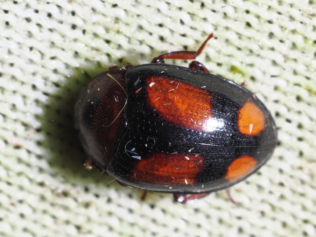 Monomma quadrimaculatum