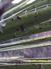 Diacrita costalis