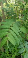 Ailanthus altissima