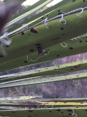 Diacrita costalis