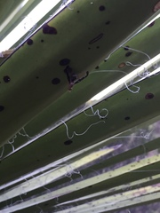 Diacrita costalis