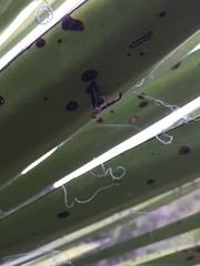 Diacrita costalis