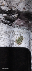 Upland Burrowing Treefrog photo 4
