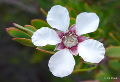 Leptospermum grandiflorum