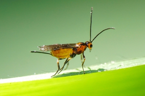 Habrobracon hebetor observed 2024-09-02