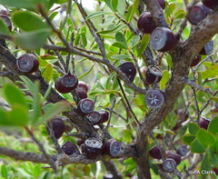 Leptospermum grandiflorum