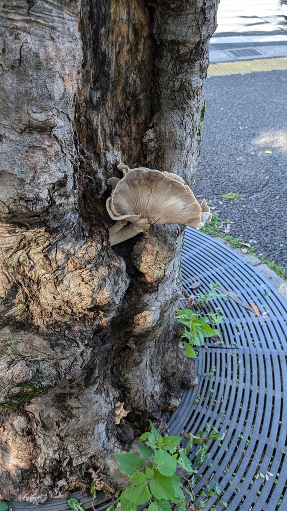Cyclocybe cylindracea · September 2024 · photo: © atsushi_nakajima_cirque (iNaturalist, cc-by)