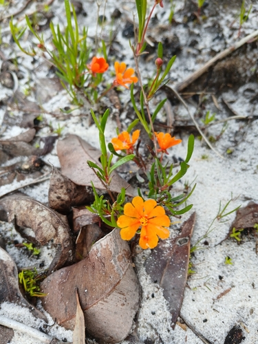 Hibbertia stellaris, photograph 2