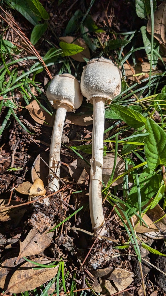 Chlorophyllum molybdites · September 2024 · photo: © atsushi_nakajima_cirque (iNaturalist, cc-by)