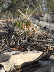 Echinofossulocactus lloydii