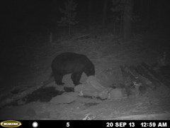 Ursus americanus machetes