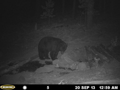 Ursus americanus machetes