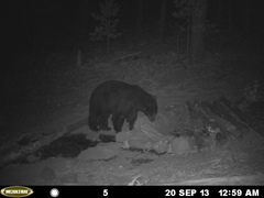 Ursus americanus machetes