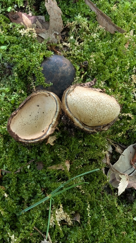 Astraeus hygrometricus · September 2024 · photo: © atsushi_nakajima_cirque (iNaturalist, cc-by)