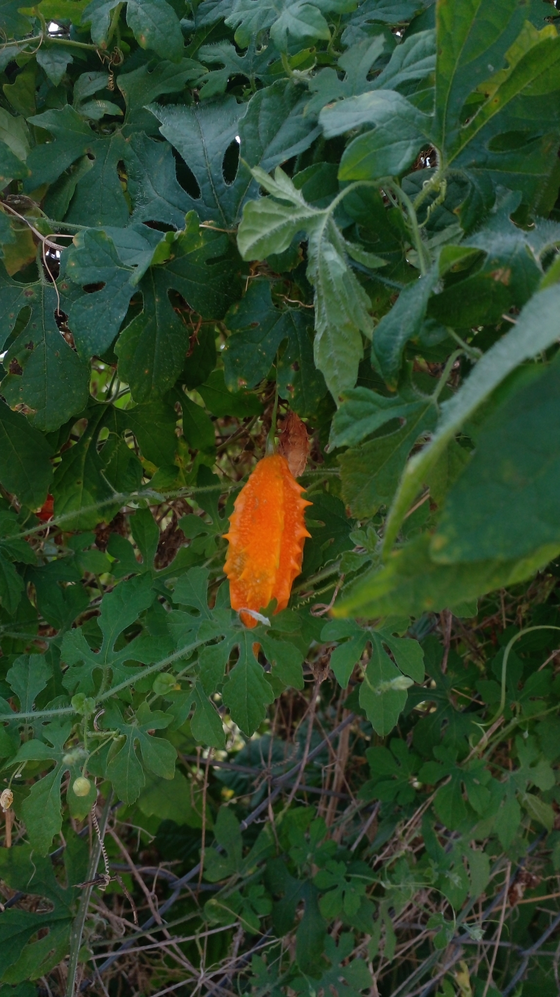 Momordica charantia