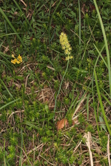 Tofieldia calyculata