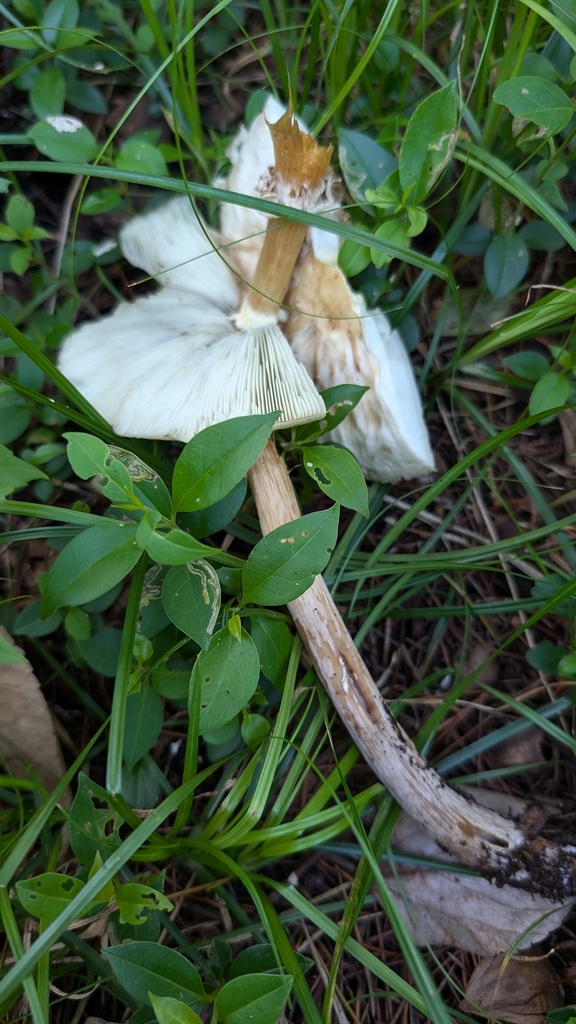 Chlorophyllum molybdites · September 2024 · photo: © atsushi_nakajima_cirque (iNaturalist, cc-by)