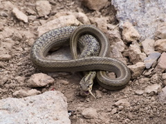 Galvarinus chilensis