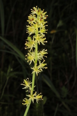 Tofieldia calyculata