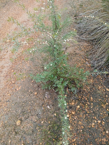 Hakea varia, photograph 2