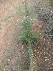 Hakea varia, photograph Leon Perrie, CC BY, iNaturalist via GBIF