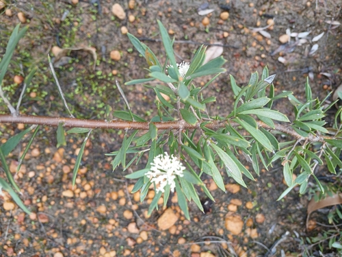 Image of Hakea varia by (c) Leon Perrie, some rights reserved (CC BY)