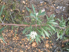 Hakea varia, photograph Leon Perrie, CC BY, iNaturalist via GBIF
