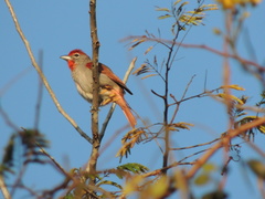 Piranga roseogularis