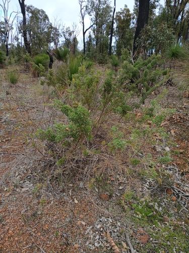 Image of Hakea ruscifolia by (c) Leon Perrie, some rights reserved (CC BY)