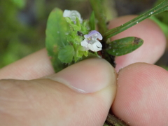 Prunella vulgaris lanceolata