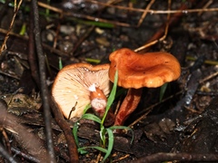 Lactarius eucalypti
