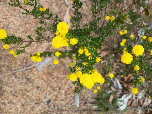 Image of Acacia browniana by (c) Leon Perrie, some rights reserved (CC BY)