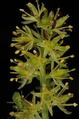 Tofieldia calyculata