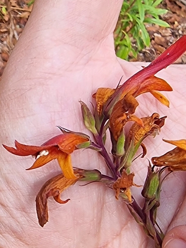Digitalis chalcantha, photograph 2