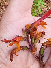 Digitalis chalcantha, photograph (c) Vítor Jorge, some rights reserved (CC BY)