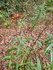Digitalis chalcantha, photograph (c) Vítor Jorge, some rights reserved (CC BY)
