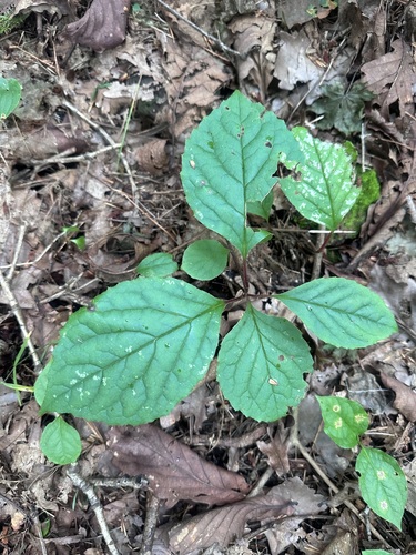 Schisandra chinensis, photograph 4